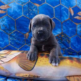 Orange Collar - Gray brindle male Cane Corso puppy in Houston, Texas from Zenith Cane Corso