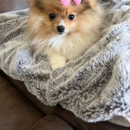 Mia Mae - Orange sable female Pomeranian puppy in Ontario, Oregon from S'more Pomeranians