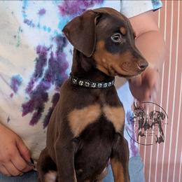Cropped Black Collar Male Amethyst and Sage - Red and rust male Doberman Pinscher puppy in Spencer, Indiana from Jackson's Dobermans