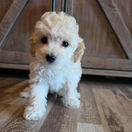 Winnie's Cream Boy AKC - Cream male Poodle puppy in Norman, Indiana from Wendy's Dream Poodles