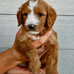 Boy 2 - male Goldendoodle puppy in Belgrade, Montana from Best Friend Doodles