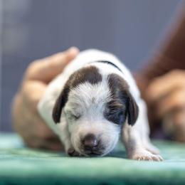 Black girl - Liver and white female German Shorthaired Pointer puppy in Bryan, Texas from Ehrenvogel and Bessdach Kennels