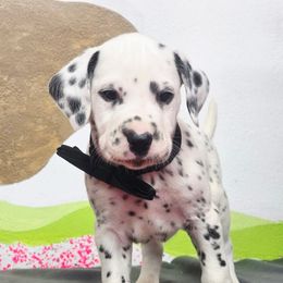 Drift - White and black male Dalmatian puppy in Sedalia, Missouri from Missouri Dalmatians