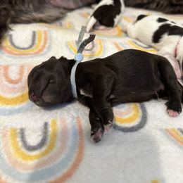 Miniature Schnauzer Puppies from MSR Mini Schnauzers