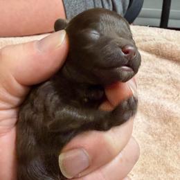 Gloria - Brown female Poodle puppy in Florence County, South Carolina from Modern Family Standards
