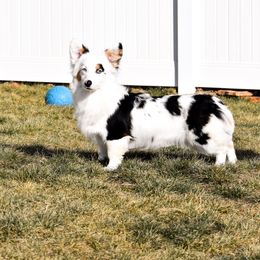Juniper - American Corgi