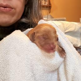 Girl 1 - Red female Cavapoo puppy in Kalamazoo, Michigan from Sleeping Bear Kennels