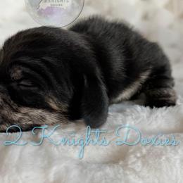 Annie🖤 - Brindle female Dachshund puppy in New Braunfels, Texas from 2 Knights Doxies