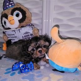Shih Tzu Puppies from Guillot Shih Tzu