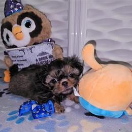 Shih Tzu Puppies from Guillot Shih Tzu