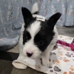 Clay - Papillon puppy from Swan Creek Kennel