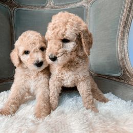 Poodle Puppies from Woofadoodles