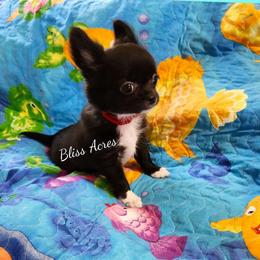 Zoe - Black and white female Chihuahua puppy in Ponca City, Oklahoma from Bliss Acres Farm