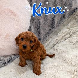 Knux - Apricot male Cavapoo puppy in Calumet, Oklahoma from H&H Cavapoos