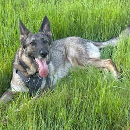 Girl 1 - female German Shepherd puppy in Oakland, Oregon from VHM German Shepherds