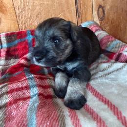 CALVIN - Blue - Salt and pepper male Miniature Schnauzer puppy in Wheeler, Wisconsin from Sue’s Miniature Schnauzers