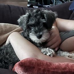 Miniature Schnauzer Puppies from Chantel's Miniature Schnauzers