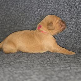 Pink - Golden female Golden Retriever puppy in Phoenix, Arizona from Ashrose Kennels