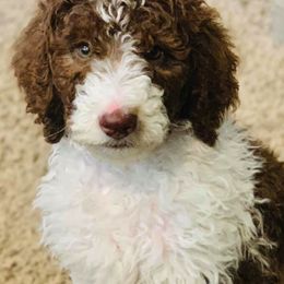 Poodle Puppies from Loving Labs TN