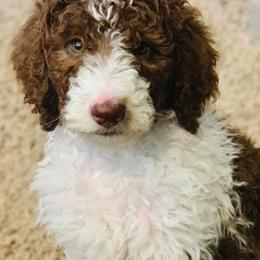 Poodle Puppies from Loving Labs TN