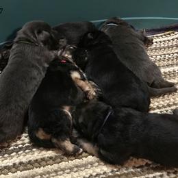 German Shepherd Puppies from StormHaven /Von Dorward German Shepherd Dogs