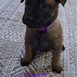 Teeze's Purple - Mahogany female Belgian Malinois puppy in Berry, Alabama from North River k9