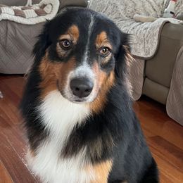 Turquoise - Australian Shepherd