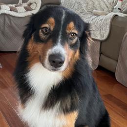 Turquoise - Australian Shepherd