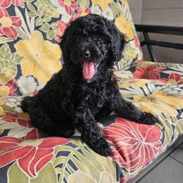 Olive - Black female Poodle puppy in Daytona Beach, Florida from Beach Doodles