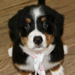 Harmony-pink - Black tan and white female Bernese Mountain Dog puppy in Manheim, Pennsylvania from Gold Point Pups