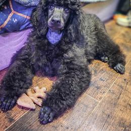 Poodle Puppies from Morningstar Standard Poodles