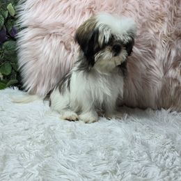 Queenie - Silver gold and white female Shih Tzu puppy in Hialeah, Florida from Shih Tzu Miami