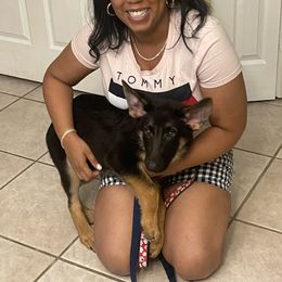 German Shepherds from TDShepherds