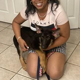 German Shepherds from TDShepherds