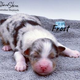 Frost - Blue merle male Australian Shepherd puppy in Greeneville, Tennessee from Storm Shine Australian Shepherds