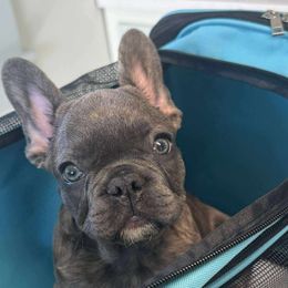 French Bulldogs from Lakeview Frenchies