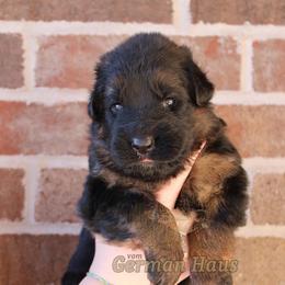 Girl 4 - Black and red female German Shepherd puppy in Mount Vernon, Missouri from German Haus German Shepherds LLC