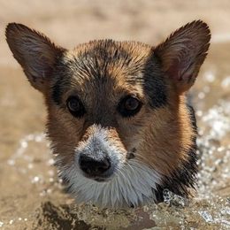 Pembroke Welsh Corgis from PBJ Corgis