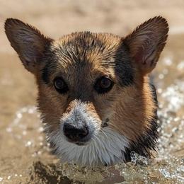 Pembroke Welsh Corgis from PBJ Corgis