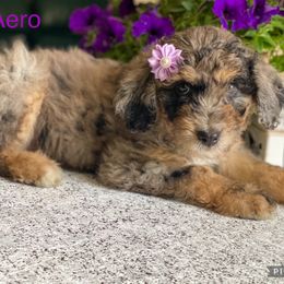 Aussiedoodle and Bernedoodle Puppies from Rowe Farms Aussiedoodles