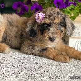 Aussiedoodle and Bernedoodle Puppies from Rowe Farms Aussiedoodles