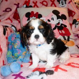 Cavalier King Charles Spaniel puppies from Walnut Grove Cavaliers