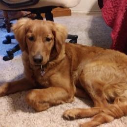 Buddy - Goldendoodle