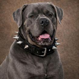 Samson - Cane Corso