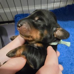 Mint Collar ON HOLD - Black and tan female Dachshund puppy in Zebulon, North Carolina from Salt of the Earth Dachshunds