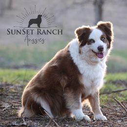 Lucie - Australian Shepherd