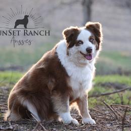 Lucie - Australian Shepherd