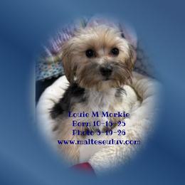 Louie M Morkie - male Morkie puppy in Silverhill, Alabama from Malteseuluv’s Tiny Treasurers