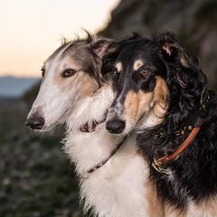 Borzois from Tryasina Borzoi