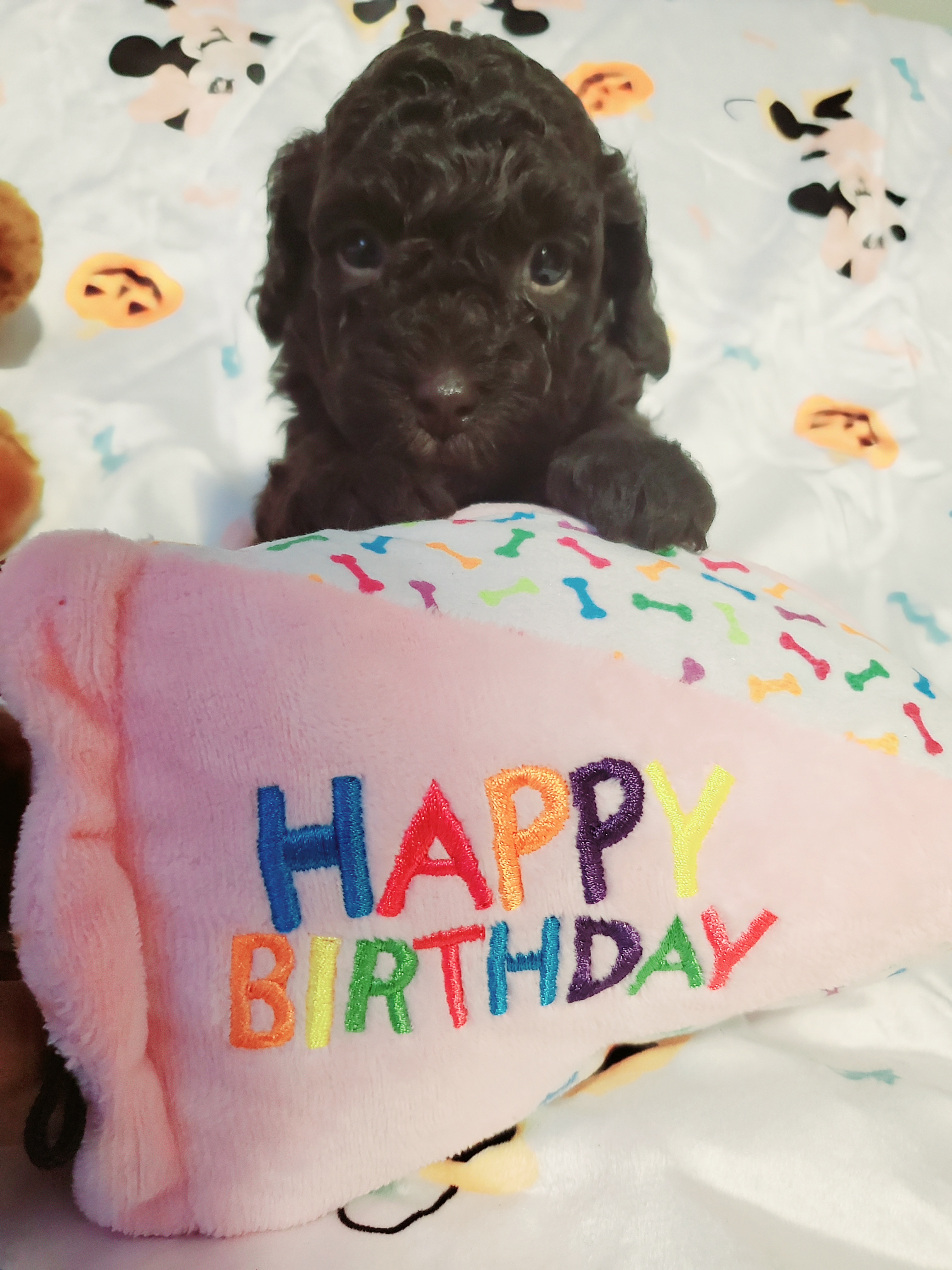 Maltipoo Puppies from Awwws-n-Pawws